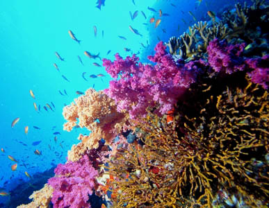 Ras Mohamed National Park